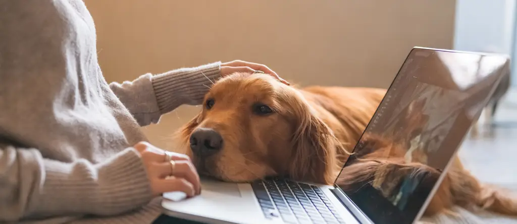 A person working from their laptop as their dog rests by their side.