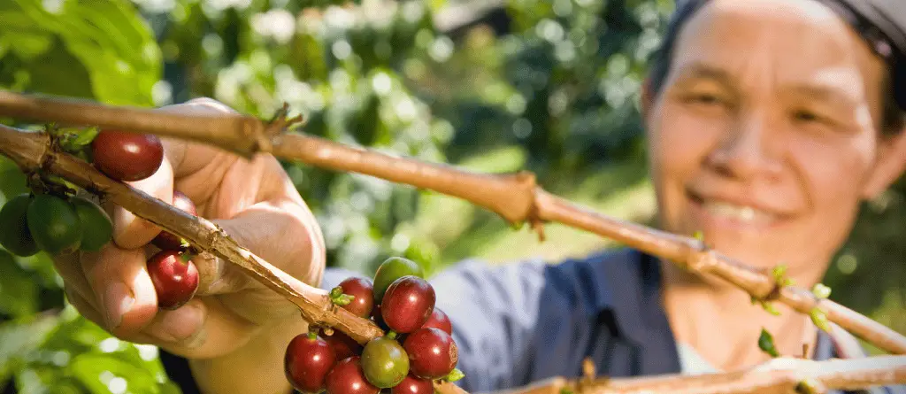 Close-up of a farmer smiling as they are picking grapes from a vine.